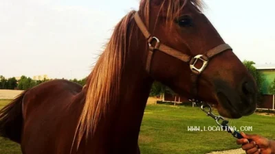 Dubai World Stables