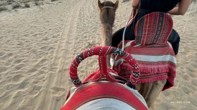 Camel ride