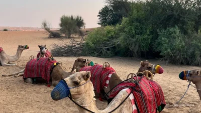 Sundowner Desert Safari