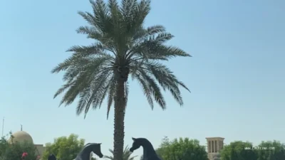 Dubai Arabian Horse Stud