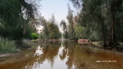 Nad Al Sheba Mini Forest Trail