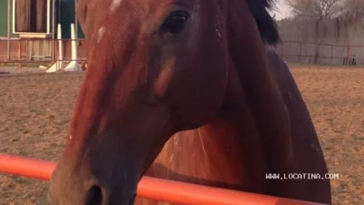 Elite Rangers Equestrian Centre