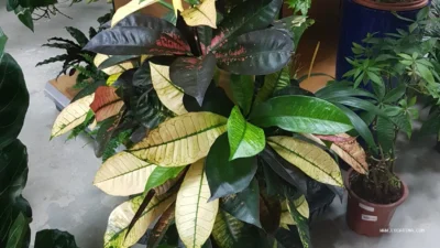 Warsan Plants & Flowers Nursery