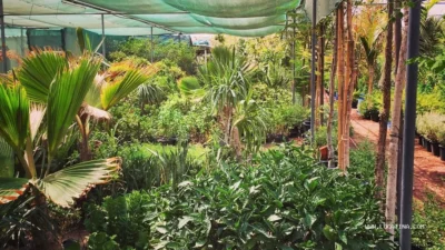 Dubai Plant Souk