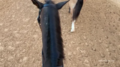 Desert Palm Equestrian Club