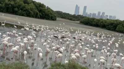 Flamingo Lagoon