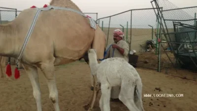 عزبة محمد المر بن حلوة