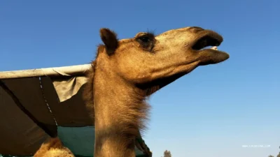 Dubai Oasis Petting Farm