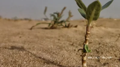 Desert Al Ebdiaa