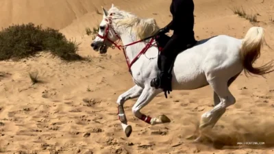 Sharjah National Park (منتزه الشارقة الوطني)