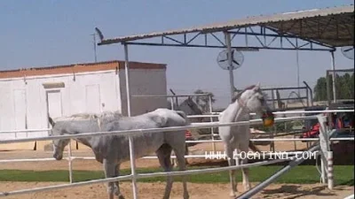 اسطبلات فرسان الورقاء